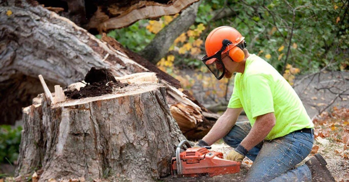 Tree Cutting and Removal Service