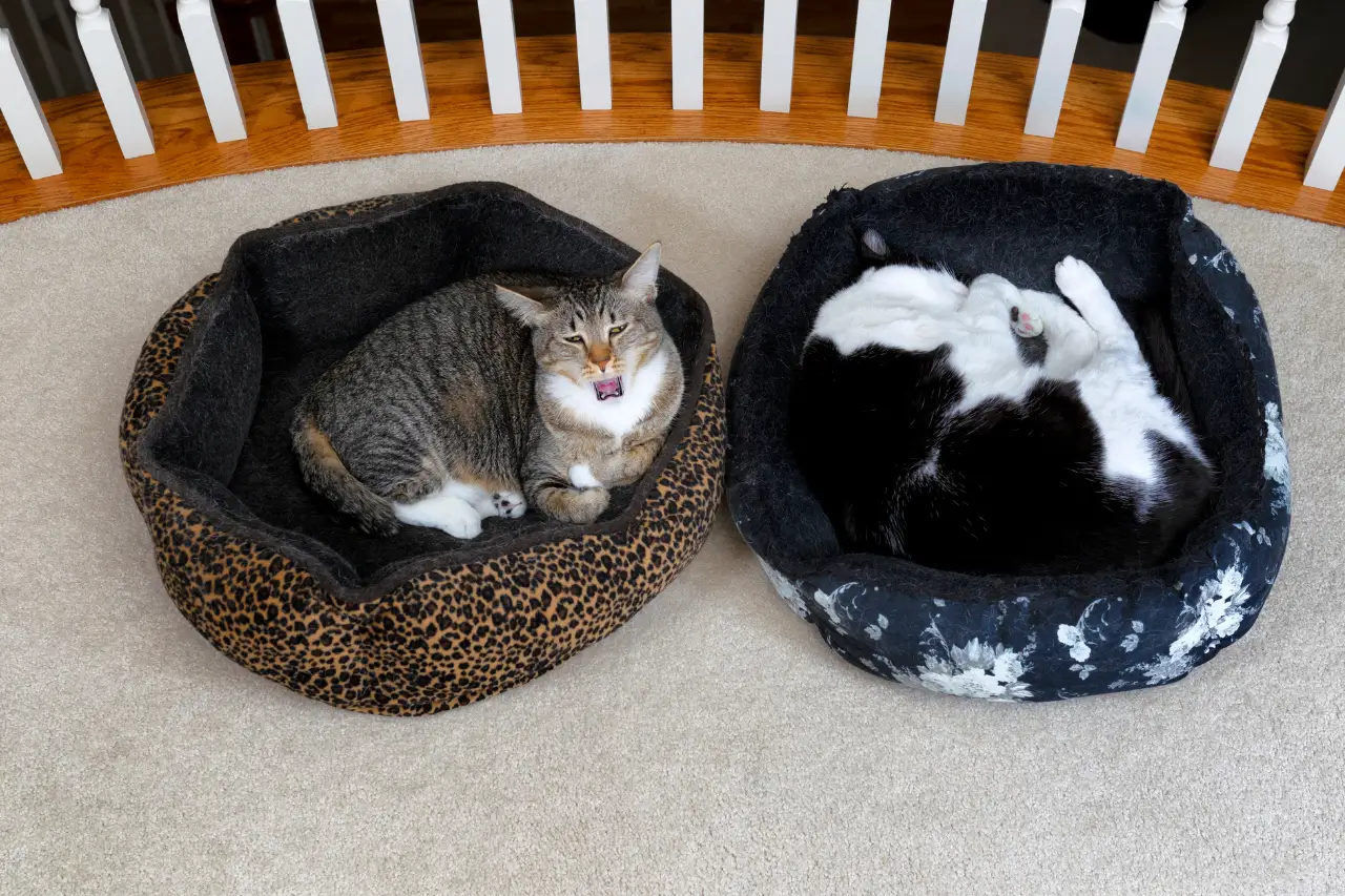 Cattery in East London